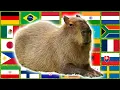 Download Lagu Capybara in 70 Languages Meme