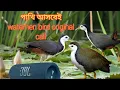 Download Lagu Waterhen bird original call 100%।।dak pakhir dak ।।ডাহুক পাখির ডাক।।ডাক পাখির কান্না১০০%গ্যারান্টি