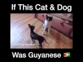 Download Lagu Guyanese cat and dog