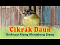 Download Lagu Cikrak Daun Berkicau Riang Menjelang Siang