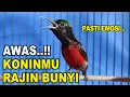 Download Lagu PANCINGAN KONIN GACOR INI PANDAI MEMANCING KOLIBRI NINJA LAIN AGAR IKUT RAJIN BUNYI