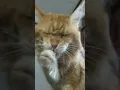 Download Lagu Garuk Garuk \u0026 JIlat Jilat‼️Ternyata Seperti Ini Cara Kucing Mandi Sendiri😀😺 #shorts