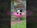 Best Panda Moments