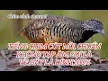 Download Lagu Tiếng Chim Cút Mồi Chuẩn Nhất 2025 ,Gọi Là Về - Bẫy Là Dính