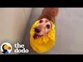 13-Year-Old Dachshund Turns Into A Puppy Again After Being Rescued The Dodo