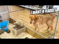 Buying my Dog Everything He Touches