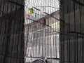 suara Kolibri ninja penuh isian