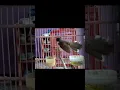Download Lagu burung sikatan jawa tarung#sikatankipas #sikatanjawa #sikatan #shorts