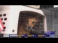 Shelter talks about 12 dogs found in abhorrent conditions in Bedford County