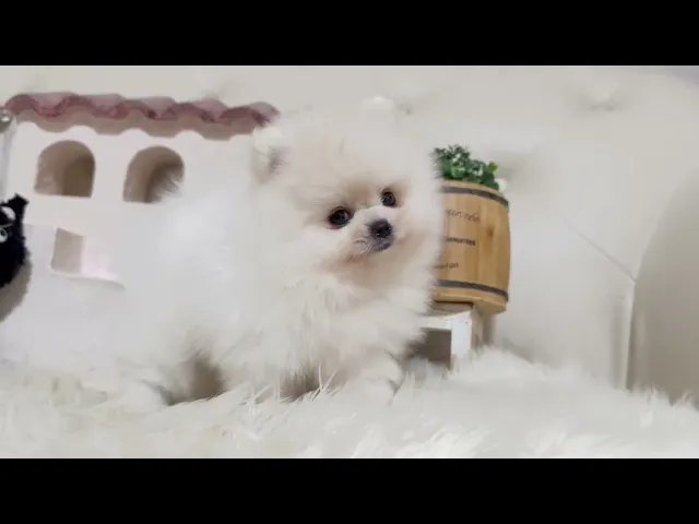 動画