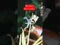 Download Lagu Wulan merindu..Wulan ft mas surat viral#dance