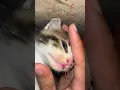 Download Lagu Yang lain pada ketawa sedangkan Babu sedih🥺🥺 #kucinglucu #kucing #kitten #kucingimut