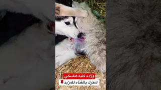 ولاده كلبه وهي بتقطع الكيس وتخرج ال 