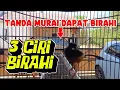 Download Lagu CARA MELIHAT BIRAHI MURAI BATU