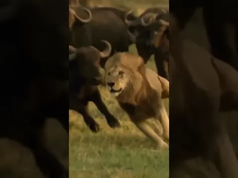 Buffalo vs Lions - Power vs Power #animals #wildlife #shortvideo #viral #lion #buffalo #safari