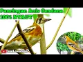 Download Lagu Pancingan Anis Cendana Macet Bunyi || Langsung Nyaut