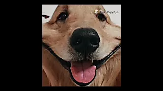 شيكي دودو تصميم فيرفول بدون موسيقى اشتراك 