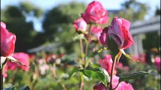 حالات واتس اب قصيرة عن جبر الخواطر   دندنها