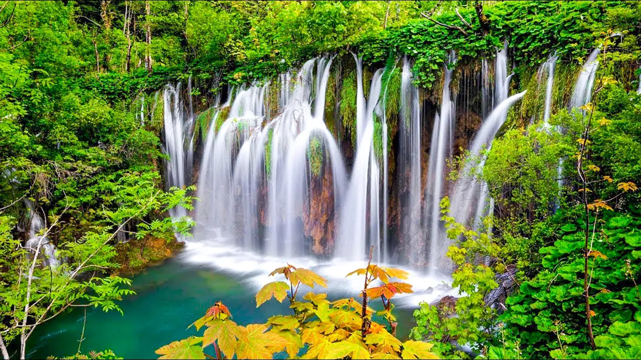 Instant Relief from Stress and Anxiety, Birds Singing in the Forest, Deep Healing Music for The Body