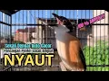 Download Lagu burung cendet gacor FULL MATERI PANJANG BUAT PANCINGAN CENDET AGAR BUNYI jadikan BURUNG PENTET GACOR