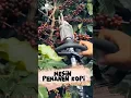 Download Lagu Mesin pemanen kopi #kopi #panenkopi #kopirobusta #kopiarabika