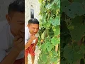 Download Lagu Buah Apa Itu Dek #shorts #trending #funny #subscribe