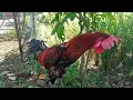 Download Lagu Ayam Pelung Juara Perang Bintang di Kontes HUT Garut ke 209 (Pun Gatot Gaca)