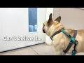 Download Lagu We had to take Griffin to the vet unexpectedly...