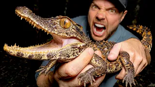 We found a RARE Mini Croc!