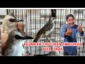 Lagu BURUNG TRUCUKAN OMBYOKAN BISA JINAK TOTAL ❗ TAPI 😂