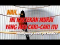 Lagu KRETEKAN YANG DICARI para pecinta MURAI BATU #kicaumania #kicaumanianusantara #murai