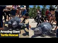 People help GIANT leatherback sea turtle crawl back into the sea Sea turtle rescue