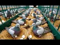 How Millions of Pigeons Are Raised - Pigeon Farming Process