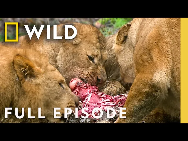 Video: Brawls for Survival (Full Episode) | Animal Fight Night Compilation | Nat Geo Animals