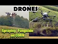 Download Lagu TWO DRONES SPRAYING FUNGICIDE over CORN