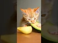 Lagu Little kitten is eating avocado