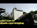 SUARA PANGGIL BURUNG WALET ASLI DARI ALAM