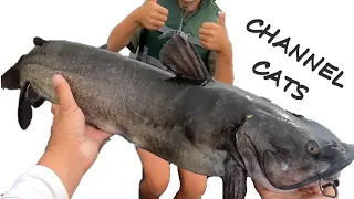 Channel catfish fishing Napanee river Bay of Quinte – ACR Fishing Adventures