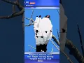 Download Lagu Mengenal Habitat Asli  Burung Tengkek Buto Di Alam Bebas