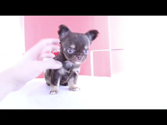 動画