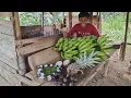 Lagu Panen cabai rawit, pisang, nanas, jengkol di pondok hutan‼️
