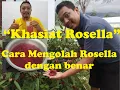 Download Lagu Cara Mengolah Bunga Rosella  Dengan Benar dan Mudah (Teh Rosella)
