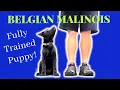 BELGIAN MALINOIS PUPPY OFF-LEASH Fully Trained