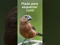 Lagu Piado para esquentar curió!