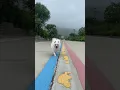 Download Lagu Nico: you almost hurt my hand! 😭#cute #dog #doglover #funnymoments #smartnico