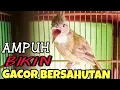 Download Lagu Pancingan masteran cucak jenggot sumatra gacor