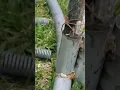 Huntsman vs wolf spider who is stronger huntsmanspider2025