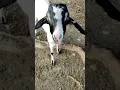 Download Lagu Suara Kambing, Kambing Mbek, Kambing Lucu, cute goat #kambing #goat  #short #youtubeshorts