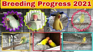 breeding progress 2021 breeding setup animals u0026 birds tv