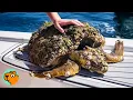 Sick Sea Turtle Had 100s Of Barnacles! Now She’s Transformed | Cuddle Buddies